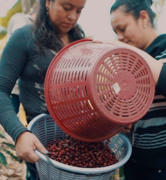 2026 Coffee, Culture & Solidarity Experience: Guatemala (Payment 1/2)